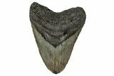 Fossil Megalodon Tooth - North Carolina #355836-1